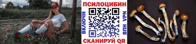 hydra   Дзержинский  Галлюциногенные грибы Psilocybe 